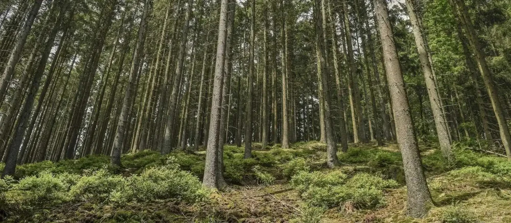 Smrk nad Plešným jezerem: příběh nejstaršího stromu v ČR