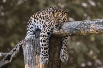 Proč navštívit Zoo a Botanickou zahradu Liberec