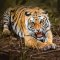 Tigr ZOO Osatrava
