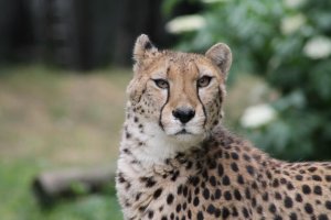 Zajímavosti a tipy pro návštěvu Zoo Krakov