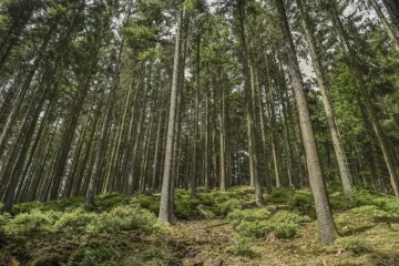 Strom, který pamatoval Karla IV.: smrk nad Plešným jezere