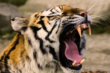 Norimberka: Delfinárium, ZOO