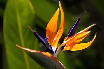 Planten un Blomen: Skvost Hamburku, Kde Historie Splývá s Přírodou