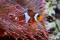 Akvarium v Berlíně Sea Life