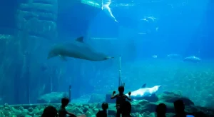 Norimberka: Delfinárium, ZOO Norimberka: Delfinárium, ZOO