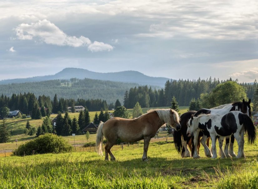 Jedinečné ubytování v moderní 3* depandanci Hotelu Srní na Šumavě