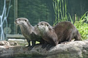 Vídeňská zoo, známá také pod názvem Tiergarten Schönbrunn