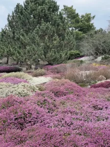 Dendrologická zahrada v Průhonicích: Oáza klidu a krásy
