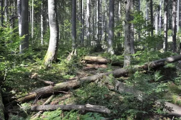 Boubínský prales – největší prales střední Evropy a průvodce ubytováním