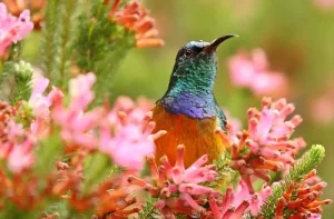 Botanická zahrada Na Slupi v Kutné Hoře Botanická zahrada Na Slupi v Kutné Hoře
