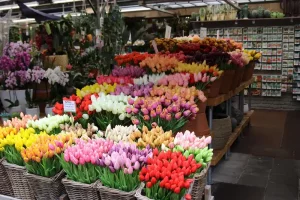Květinový trh Bloemenmarkt v Amsterdamu: Nejlepší Tipy