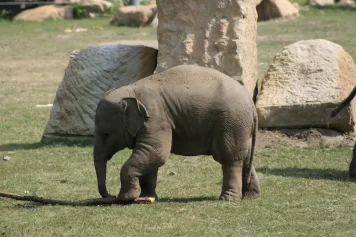 Africká savana Zoo Praha