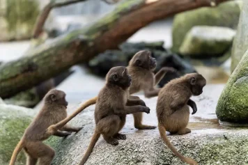 Wilhelma Zoo a botanická zahrada Stuttgart