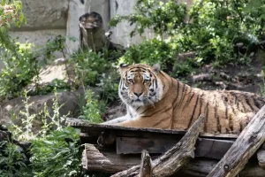 Magie Lipsko ZOO: 7 nezapomenutelných tipů pro vaši návštěvu