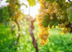 Turistika, vynikající vína a gastronomie v Alsasku