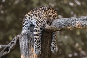 Proč navštívit Zoo a Botanickou zahradu Liberec