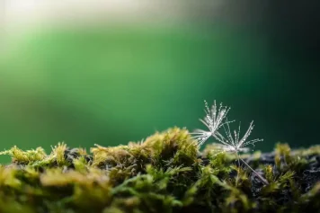 Český les: Přírodní ráj a levné ubytování | Animod.cz