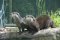 Vídeňská zoo, známá také pod názvem Tiergarten Schönbrunn