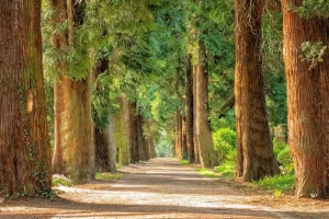 Nádherná příroda a parky v Mariánských Lázních: Váš průvodce k objevování a levnému ubytování