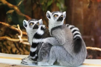 Objevujte Klenot Kolína nad Rýnem: Zoologickou zahradu