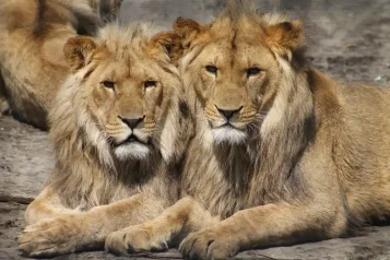 Budapestská ZOO: Brána do světa zvířat a Perla na Dunaji