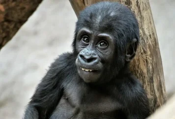 Zoo v Praze: Zajímavosti a tipy pro návštěvníky