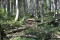 Boubínský prales: Přírodní krása a zajímavosti jednoho z nejstarších pralesů v České republice