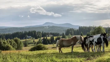 Lyžování, turistika, kultura a kulinářství v srdci nádherné Šumavy.