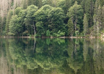 Černé jezero Šumava: Tajemství a příroda