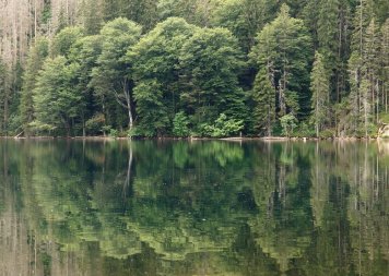 Černé jezero Šumava: Tajemství a příroda