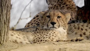 Zoo v Praze: Zajímavosti a tipy pro návštěvníky Zoo v Praze: Zajímavosti a tipy pro návštěvníky