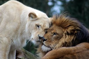 Zoologická zahrada Salzburg: Proč ji navštívit a co zde objevit