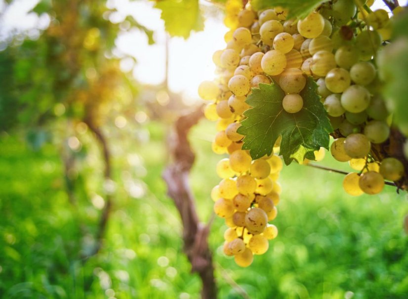 Turistika, vynikající vína a gastronomie v Alsasku