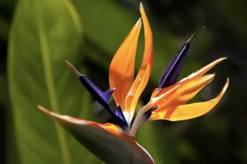 Objevte kouzlo pražské botanické zahrady! Tipy pro návštěvu